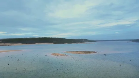 Birds in ocean Stock Footage 280262861