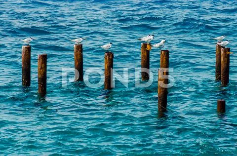 Birds in the Ocean Stock Photos