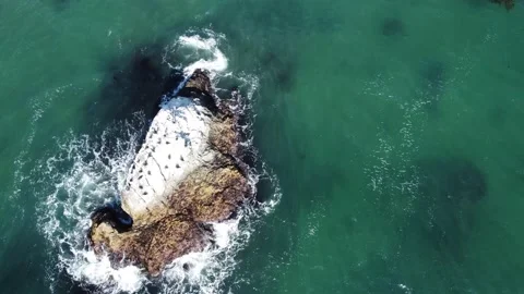 Birds On Ocean Rock Video stock 160223324