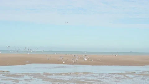 Birds on the Opal Coast Video stock 133084164