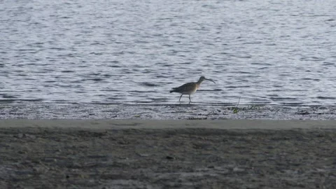 Birds of the Oregon coast Video stock 306785982