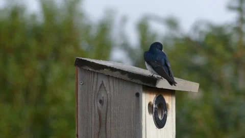 Birds of the Oregon coast Video stock 306786004