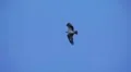 Birds osprey flys overhead and behind dead tree h264 HD Footage