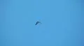 Birds osprey soars overhead and dissappears behind tree h264 HD Footage