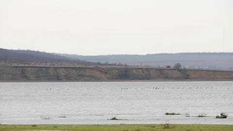 Birds over the bay. Stock Footage 73980599