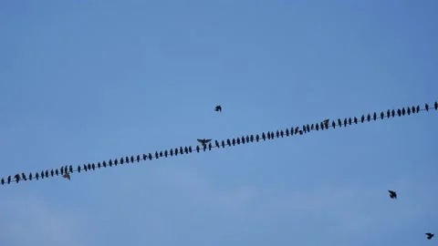 Birds over cable Stock Footage 143288413