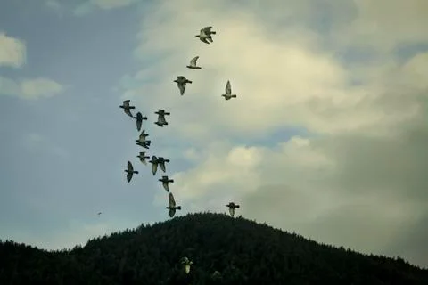 Birds over the mountain Stock Photos