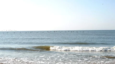 Birds Over Ocean Stock Footage