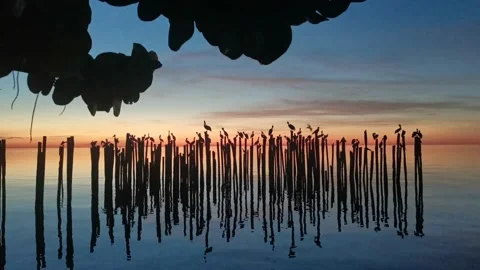 Birds Over The Ocean At Sunset Stock Footage 223254528