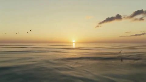 Birds over ocean at sunset Video stock 303945418