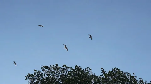 Birds over a tree Stock Footage 46244651