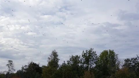 Birds Over Trees 库存影片 318604190
