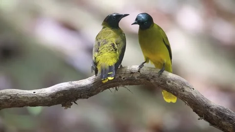 Birds pairing Stock Footage 252405852