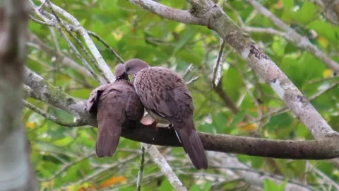 Birds pairing Stock Footage 303492263