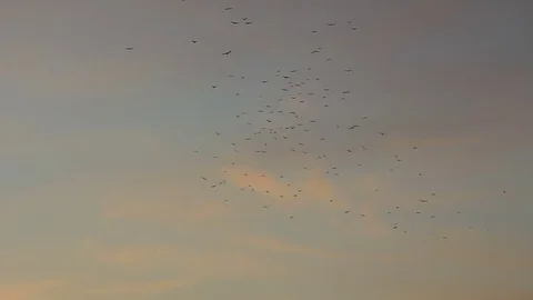 Birds in pale sky Stock Footage 81452182
