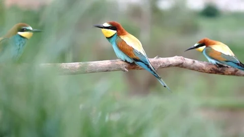 Birds of paradise bee-eater dancing mating dances Stock Footage 108402672