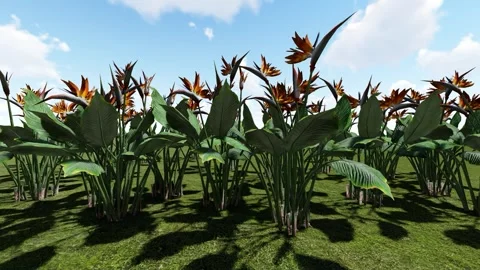 Birds of Paradise flower Stock-Footage 342035904