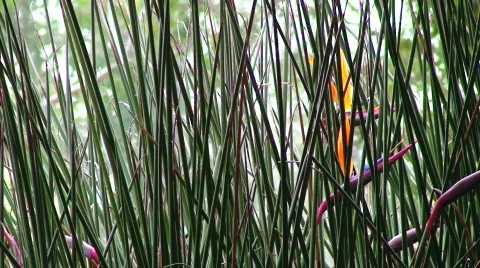 Birds of Paradise Stock Footage 623392