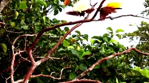 Birds of Paradise Stock Footage 231507214