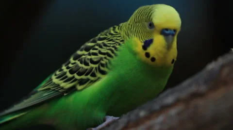 Birds Parakeet Stock Footage 31871594