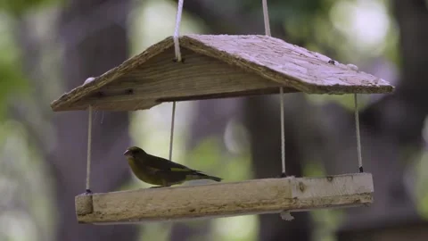 Birds in the park eat from the feeder 動画素材 238076347