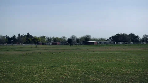 Birds in the park Stock Footage 22636933
