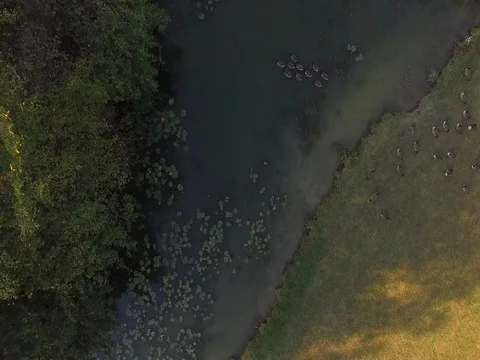 Birds in the Park Stock Footage 80354244