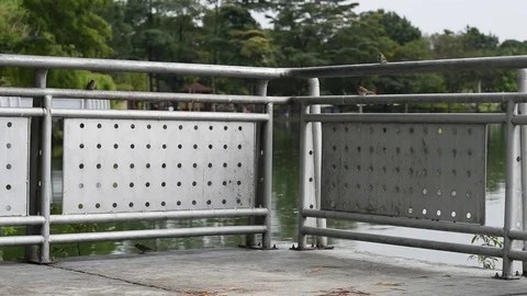 Birds in the park Stock Footage 83306206