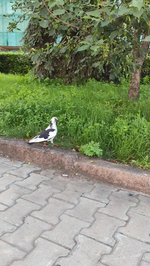 Birds in the park Stock Footage 134216443