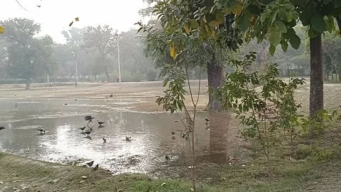 Birds in park Video stock 146484074