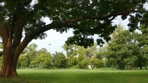 Birds in park Stock Footage 289663577