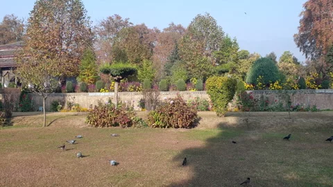 Birds in the park Stock Footage 295882104
