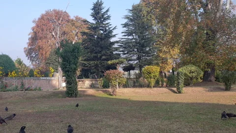 Birds in the park Video stock 295882790