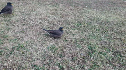 Birds in the park Video stock 295883084