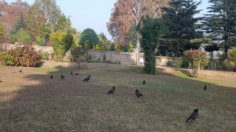 Birds in the park Video stock 295883300