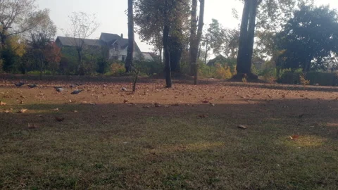 Birds in the park Video stock 295883863