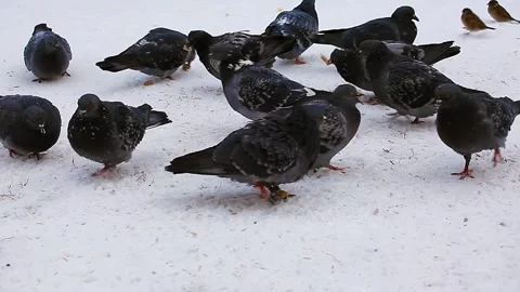 Birds in the Park Peck at Bread Crumbs and Millet in Winter. Pigeon Feeding. Stock Footage 147945161