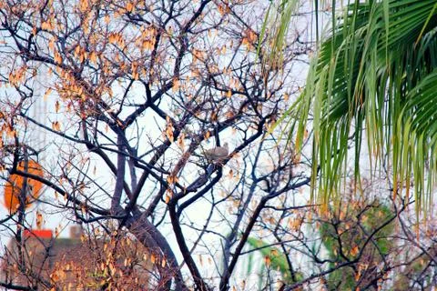 Birds in the park Stock Photos