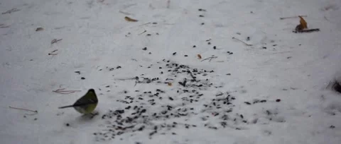 Birds in the Park in the winter Video stock 63562380