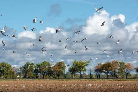 Birds pattern flying Stock Photos