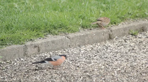 Birds pecking at seeds  Stock Footage 38847451