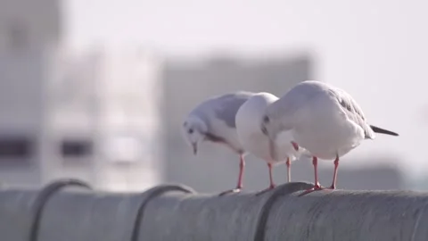 Birds perch on bridge rail Stock Footage 252809310