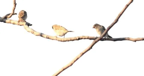 Birds perch on tree branches Stock Photos