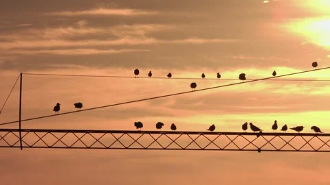 Birds perch on wires over a lake against the backdrop of a beautiful sunset. Stock Footage 322425006