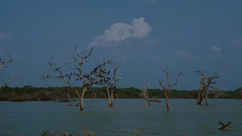 Birds perched on bare dead trees in water at Lunugamvehera Reservoir, Yala Vídeo Stock 331198552