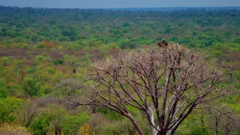 Birds perched in a bare tree in the African bush Vídeos de archivo 345521364