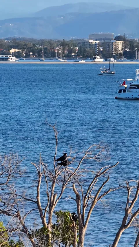 Birds Perched on Bare Tree Overlooking Coastal Waterway and Cityscape Stock Footage 341069368