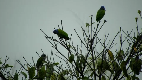 Birds Perched on a Blooming Tree - Animated Wildlife Scene Stock Footage 307467594