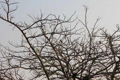 Birds Perched on the Branches of a Leafless Tree Against the Sky Stock Photos