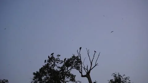Birds Perched on the Branches of a Tree at Dusk in a Public Park Stock Photos